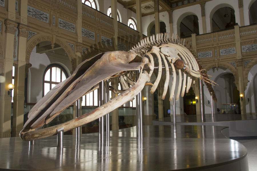 Museo Nacional de Historia Natural - Chile es TUYO