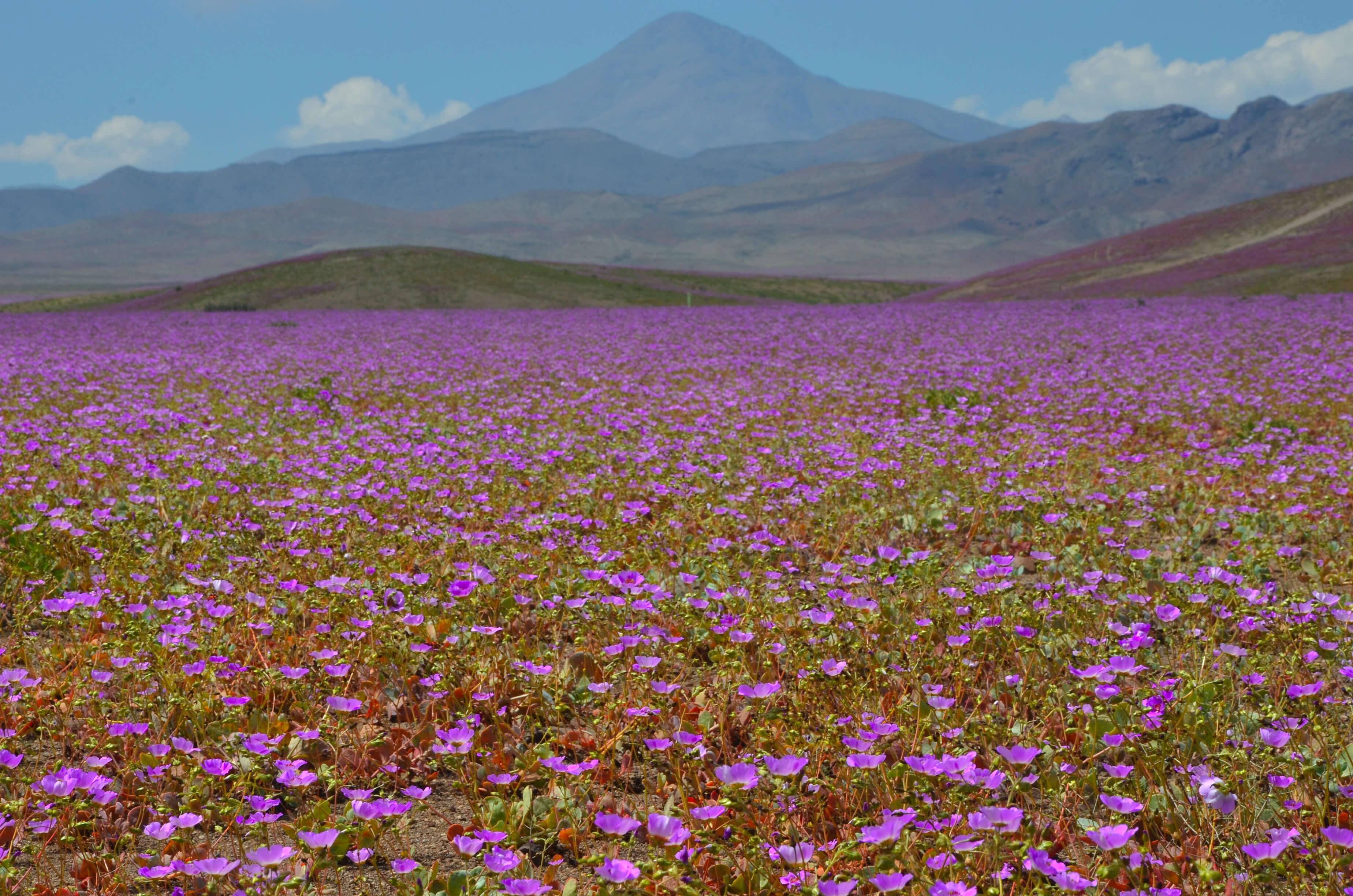 Atacama está a punto de florecer como no lo hacía desde 1997